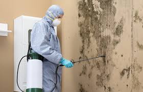 Environmental Consulting for Mold Prevention in Independence, OR